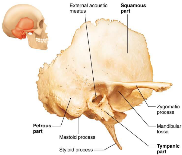 <ul><li><p>Squamous part</p></li><li><p>Petrous Part</p></li><li><p>Tympanic Part</p></li></ul><p></p>