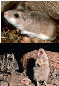 <p>stout bodied with short tail ending in white; white under nose, sides, cheeks, and belly; bark/howl - territorial; mostly carnivores</p>