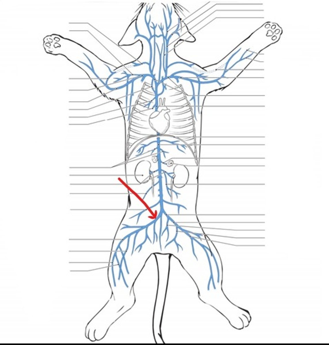 <p>identify the vein</p>