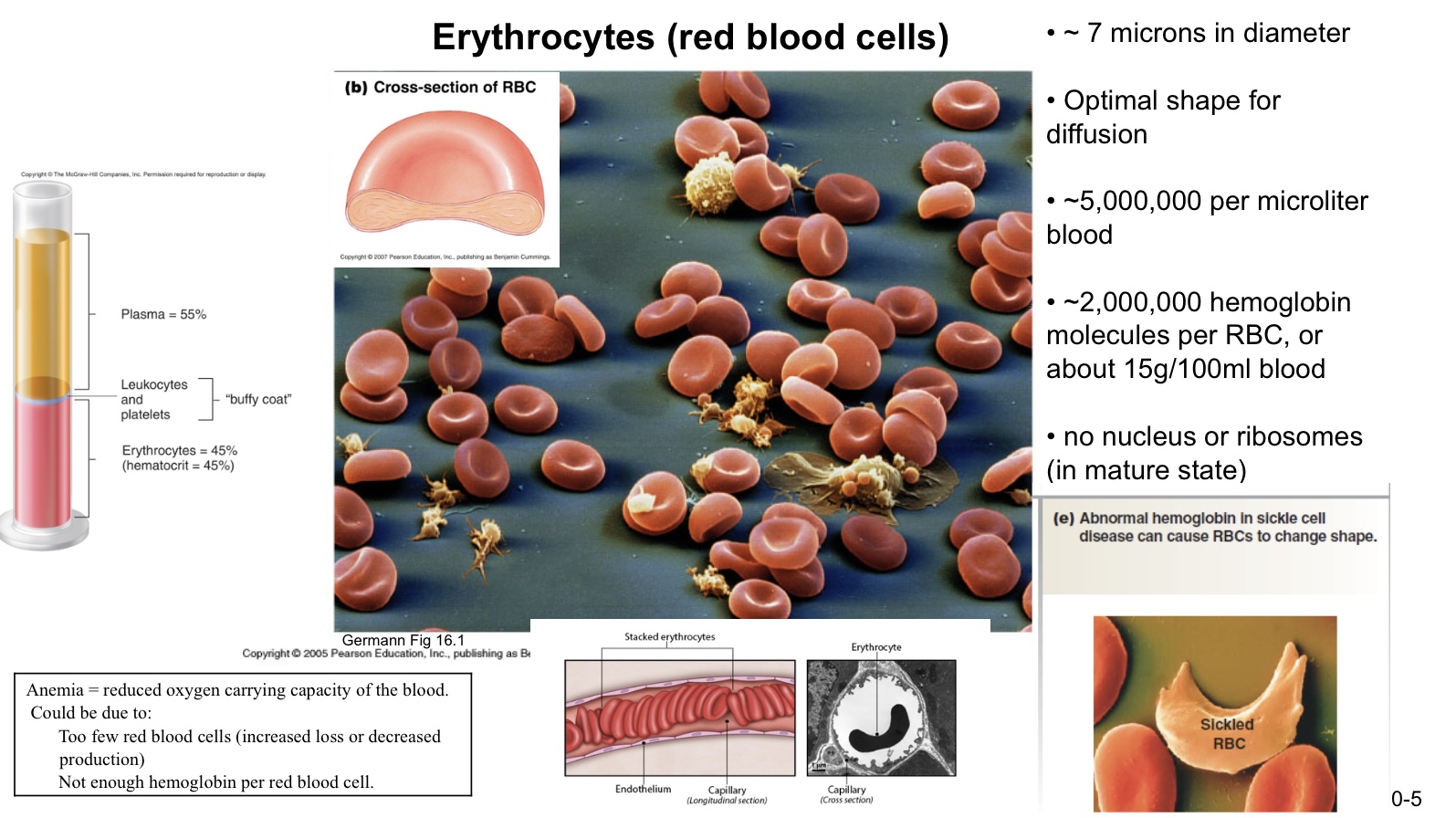 <ul><li><p>7 microns in diameter</p></li><li><p>optimal shape for diffusion&nbsp;</p></li><li><p>5 mill per micro liter blood</p></li><li><p>2 mill hemoglobin molecules per RBC, or about 15g/100mL blood</p></li><li><p>no nucleus or ribosomes (in mature state)</p></li></ul><p>anemia = reduced oxygen carrying capacity of the blood&nbsp;</p><p>due to:&nbsp;</p><ul><li><p>too few red blood cells&nbsp;</p></li><li><p>not enough hemoglobin per red blood cell</p></li></ul><p></p>