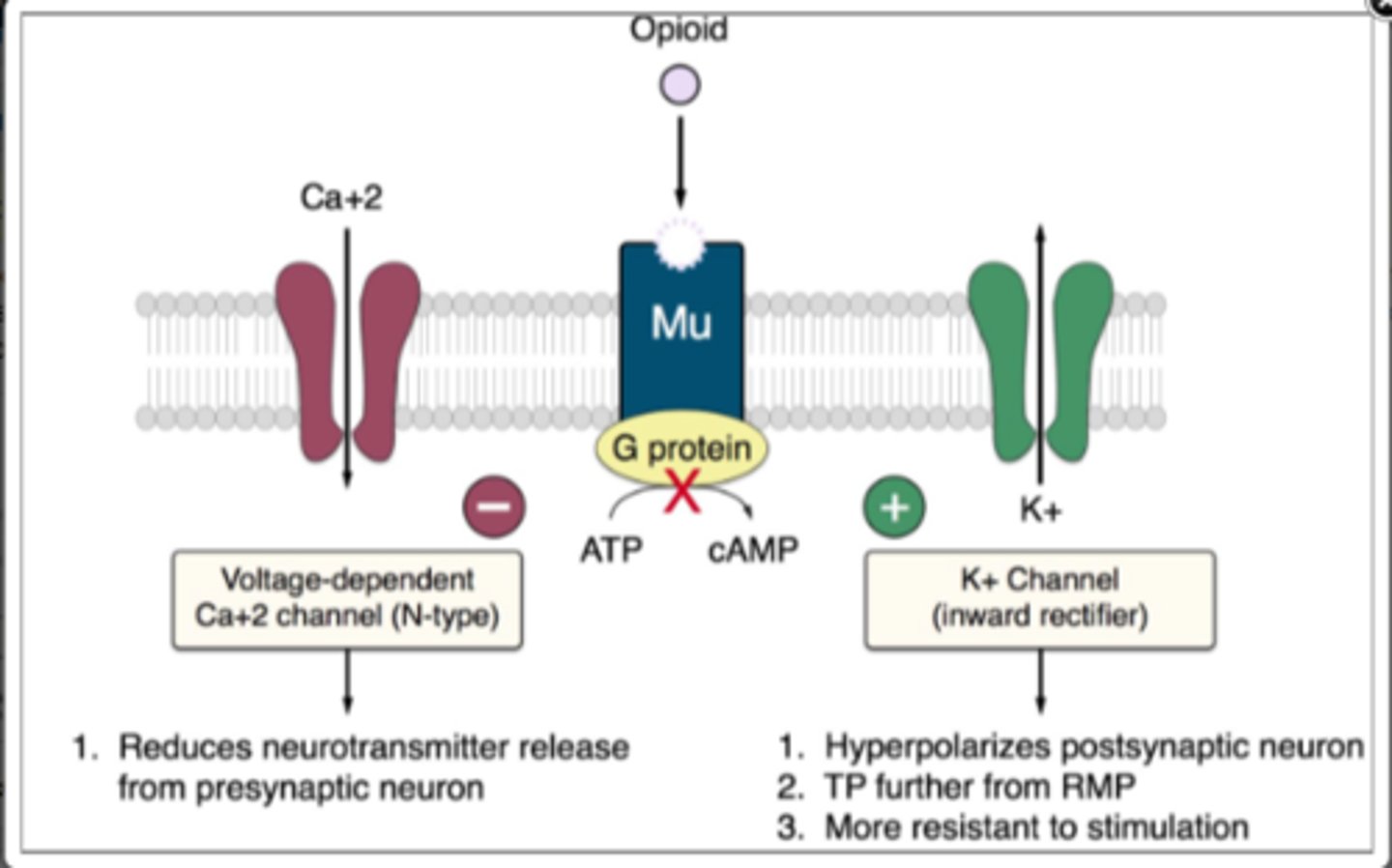 <p>They all are relatively selective to Mu receptors.</p><p>In the VGT there are GABAergic receptors with mu receptors on the cell bodyand nerve terminal.</p><p>Opiates mechanism of action is an example of disinhibition.</p><p>Opioid receptors inhibit a neuron when activated. Therefore, there is less inhibitory input from GABAergic neurones.</p><p>Therefore, more APs are fired from the VGT to the nucleus accumbens resulting in more dopamine release.</p><p>The opioid receptor is Gi/go coupled.</p><p>The beta and gamma sub-unit cause:</p><p>- opening of K+ channels</p><p>- inhibition of Ca2+ channels. Hyperpolarisation of neuron as a result from K+ channel opening and inhibition of neurotransmitter release from Ca2+ channel closing.</p>