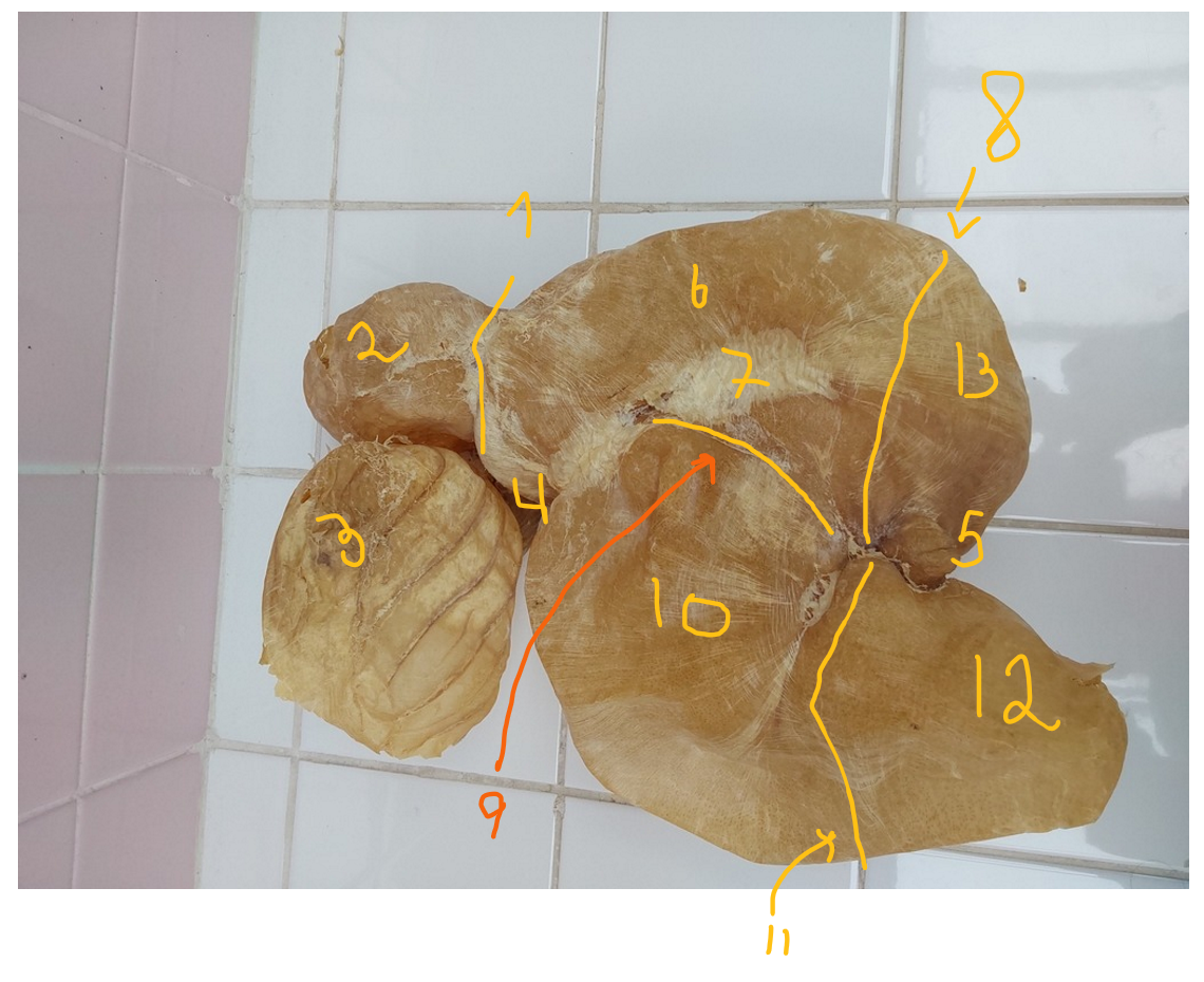 <p>complex stomach - ruminant, structures on left side.</p>