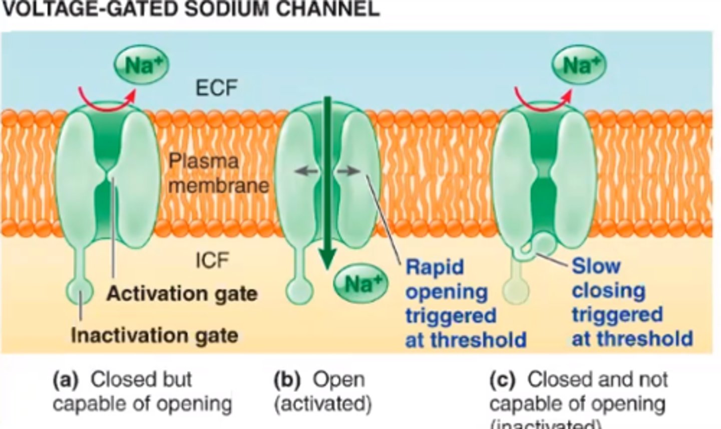 <p>membrane proteins that open sodium channels in response to a sufficient voltage change, and initiate and transmit the action potential as Na+ enters through the channel</p>