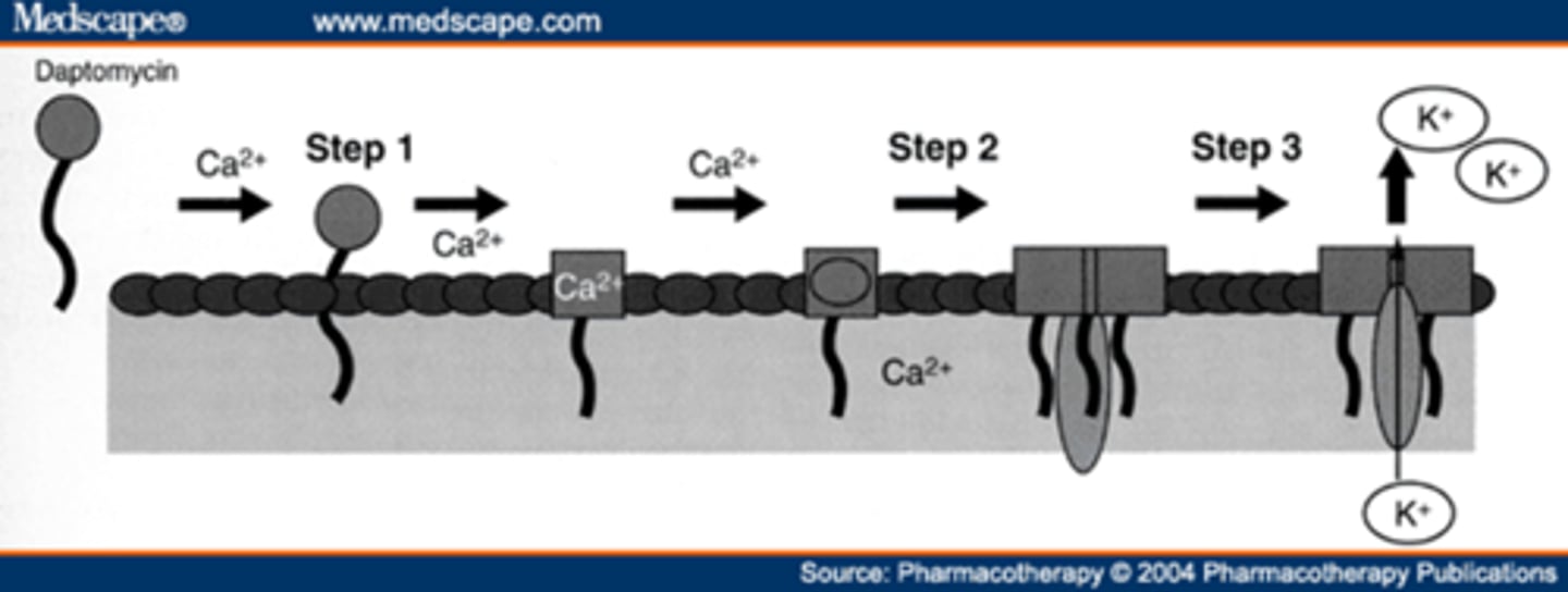 <p>- binds to and causes depolarization of the bacterial cell membrane</p><p>- efflux of K+ and other ions, inhibiting macromolecular synthesis</p><p>- leaves “ghost cell”</p>