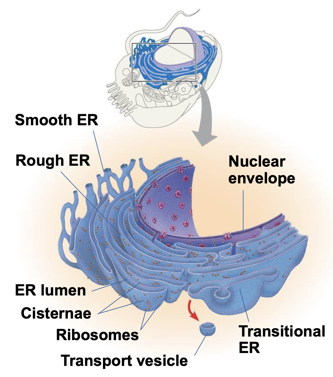 .It is the biosynthetic factory 

.The endoplasmic reticulum (ER) accounts for more than half of the total membrane in many eukaryotic cells \n .The ER membrane is continuous with the nuclear envelope \n .There are two distinct regions of ER: The Smooth ER, which lacks ribosomes. and the Rough ER, whose surface is studded with ribosomes