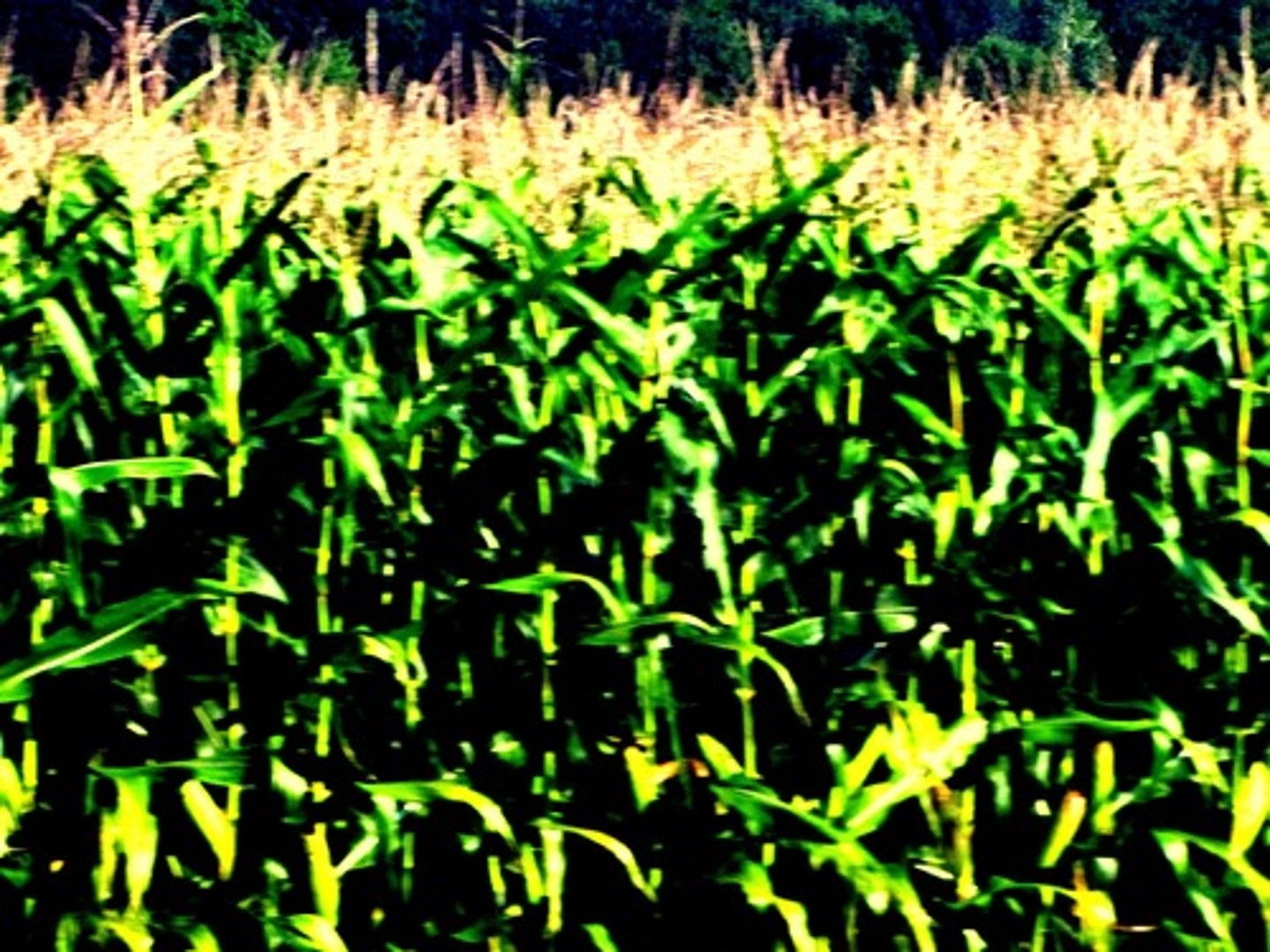 <p>THAT WE MAY BRING FORTH THEREBY GRAIN AND VEGETATION</p>