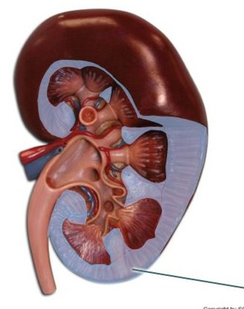 <p>outer layer of kidney</p>