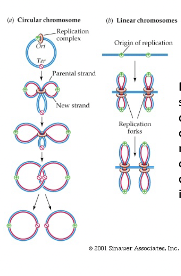 <ul><li><p>replication spreads in both directions from origin until forks moving in opposite directions meet at the opposite side of the circle</p></li><li><p>this creates 2 linked circles that are broken and unlinked by and enzyme</p></li></ul>