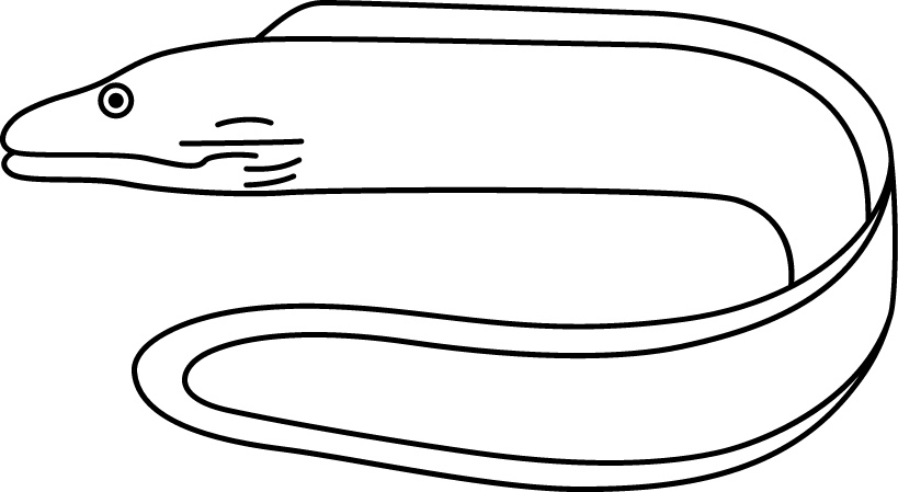 <p>Opening and closing mouth<br>Large, stout body<br>No pectoral fins<br>Size: 100 cm</p>