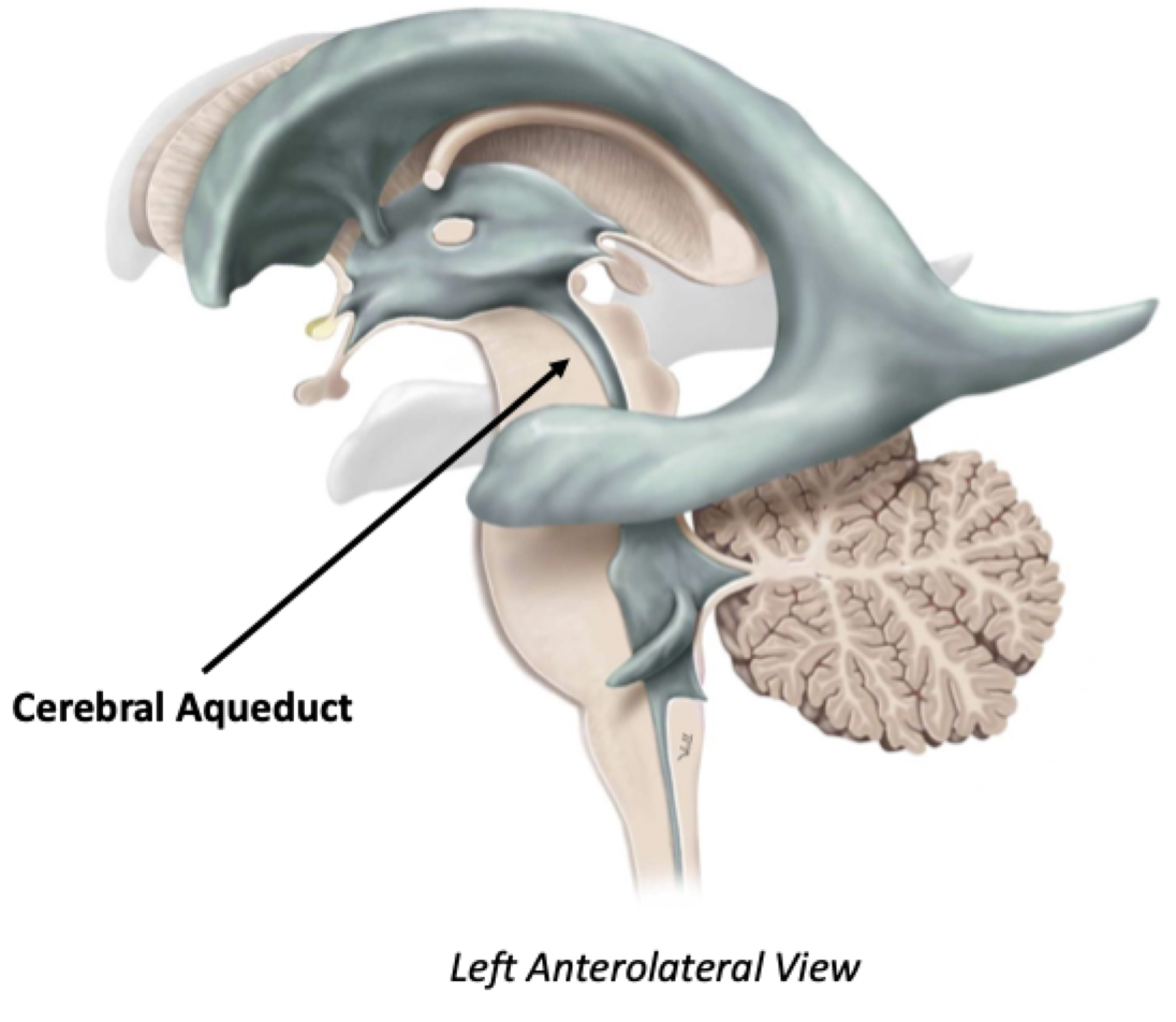 <p>The cerebral aqueduct connects the third and fourth ventricles, passing through the midbrain into the pons</p>