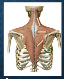 <p>what muscles? function? </p>