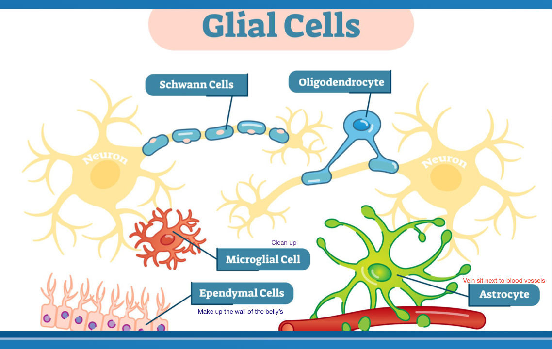 <p>Astrocytes</p><p>Oligodendrocytes</p><p>Microglia</p><p>Schwann cells</p><p>Ependyma </p>