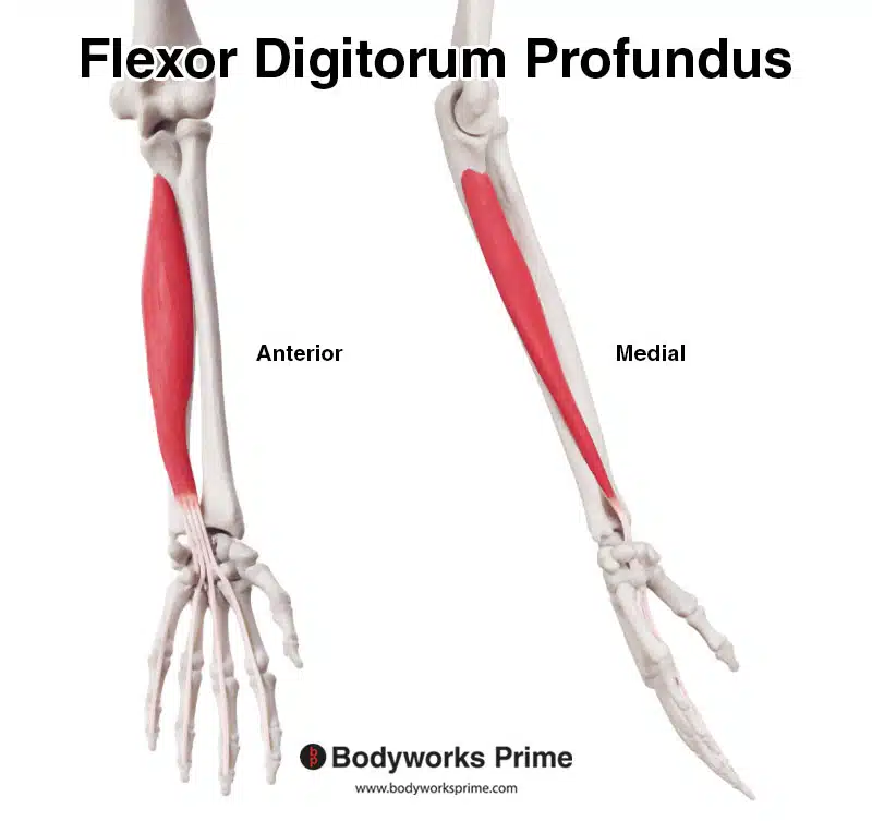 <p>Flexes fingers/wrist; located in deeper forearm layer.</p>