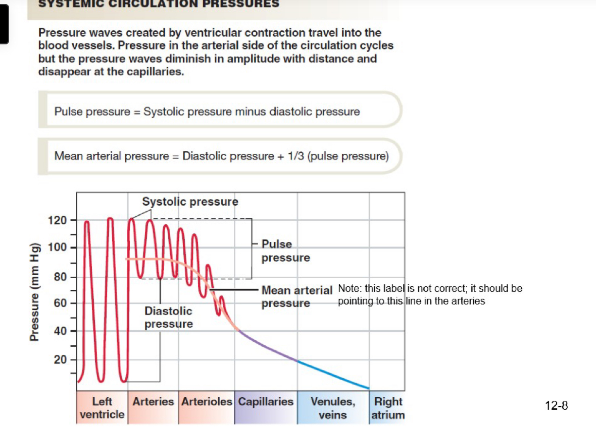 <p>arteries are not rigid, but rather somewhat compliant (C= dV/dP)</p><p>→ as a result of compliance, arteries serve to keep blood flowing during diastole&nbsp;</p>