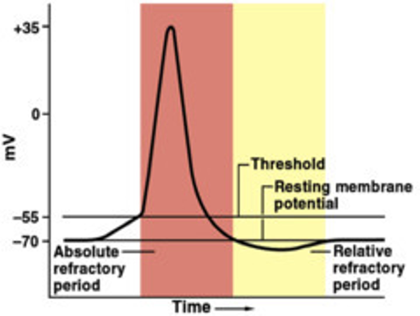 <p>The neuron cannot fire another signal because sodium channels are completely inactive.</p>