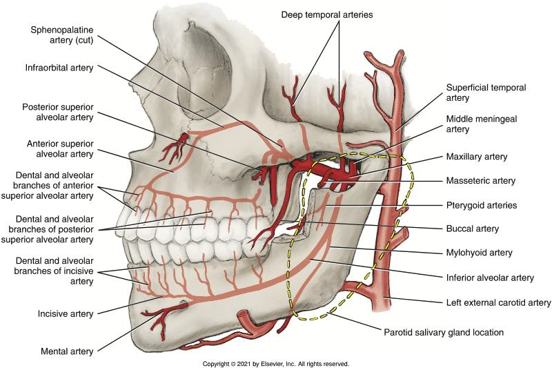 <p>Is the Superficial Temporal Artery visible?</p>