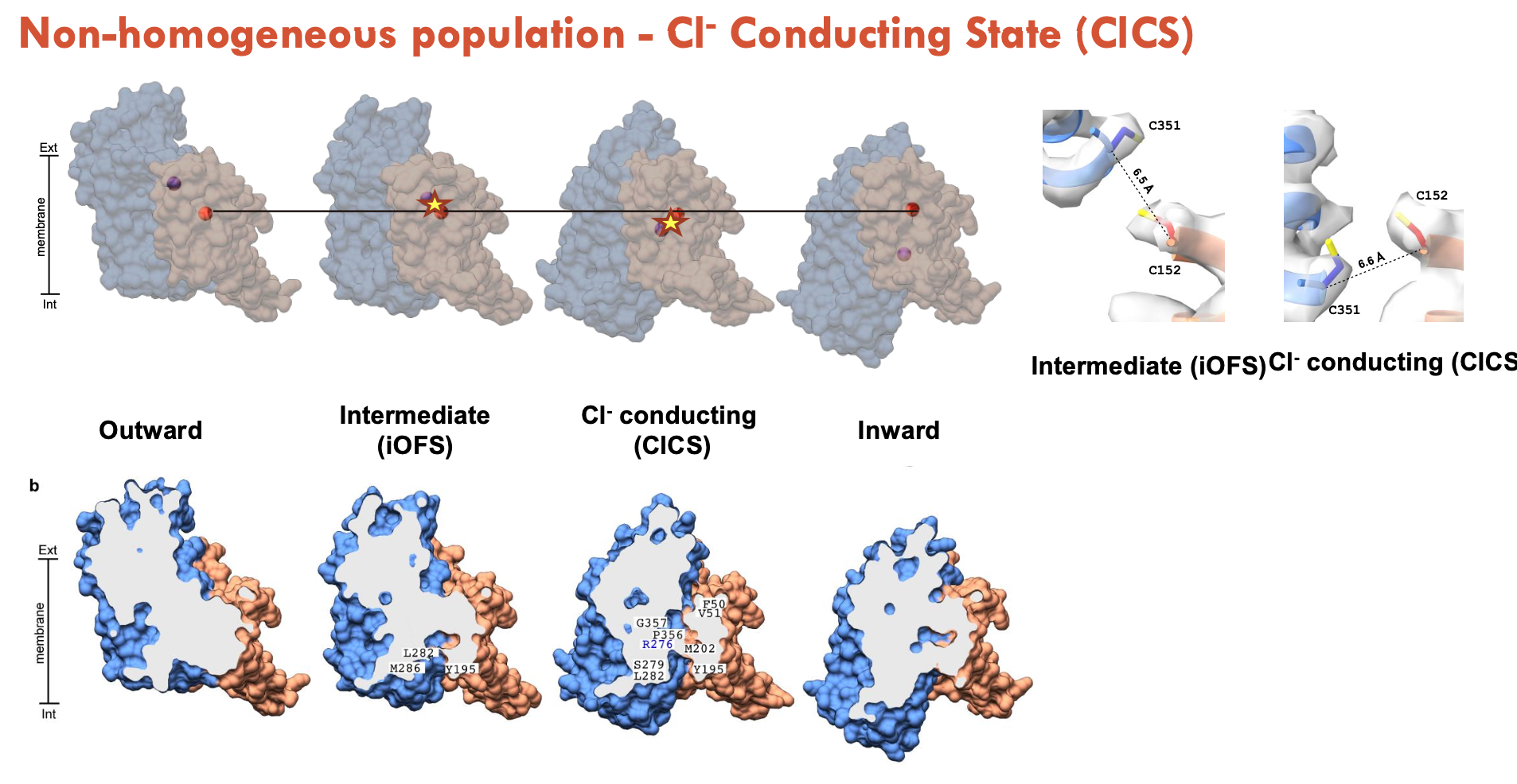 <ol><li><p><strong>Outward-Facing State (OFS)</strong></p><ul><li><p>Substrate and 3 Na⁺ ions bind to the transport domain.</p></li><li><p>Binding site is exposed to the extracellular space.</p></li></ul></li><li><p><strong>Occluded State</strong></p><ul><li><p>Substrate is trapped inside; binding site is closed off from both sides.</p></li><li><p>Prevents premature release or leak.</p></li></ul></li><li><p><strong>Inward-Facing State (IFS)</strong></p><ul><li><p>Transport domain moves like an elevator through the membrane.</p></li><li><p>Binding site now faces the cytoplasm; substrate and ions are released.</p></li></ul></li><li><p><strong>Cl⁻ Conducting State</strong></p><ul><li><p>Separate from substrate transport; acts like a channel.</p></li><li><p>Triggered during intermediate conformations (likely between iOFS and IFS).</p></li><li><p>Allows passive Cl⁻ flux - uncoupled from substrate or Na⁺ movement.</p></li><li><p>Formed at the domain interface, creating a hydrophilic pathway.</p></li><li><p>Helps with charge balance and membrane potential regulation.</p></li></ul></li></ol><p></p>