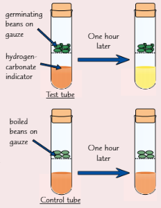 <p>Can use <strong>hydrogen-carbonate indictor </strong>to show living organisms produce <strong>CO<span>₂ </span></strong><span>as they respire</span><br><span>Solution is </span><strong><span>orange</span></strong><span> but </span><strong><span>changes </span></strong><span>to </span><strong><span><mark data-color="yellow">yellow</mark> </span></strong><span>in presence of CO₂</span></p><ul><li><p><strong>Soak </strong>some <strong>dried beans</strong> in <strong>water </strong>for 1 day<br>They will start to <strong>germinate</strong>. Germinating beans <strong>respire</strong>.</p></li><li><p>Boil a <strong>similar-sized</strong>, second bunch of dried beans. This will <strong>kill the beans</strong> + make sure they <strong>can’t respire</strong>. Dead beans act as your <strong>control</strong>.</p></li><li><p>Put same amount of <strong>hydrogen-carbonate</strong> indicator in 2 <strong>test tubes</strong></p></li><li><p>Place <strong>gauze platform</strong> in each test tube and place beans on it</p></li><li><p><strong>Seal </strong>test tubes with <strong>rubber bung</strong></p></li><li><p>Leave apparatus for <strong>set period </strong>of <strong>time </strong>(e.g. 1hr)</p></li><li><p>During that time, CO<span>₂ should have turned the </span><strong><span>hydrogen-carbonate indicator <mark data-color="yellow">yellow</mark></span></strong></p></li></ul>