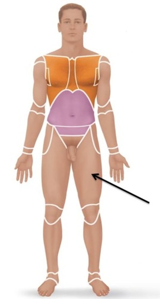 <p>thigh area</p>