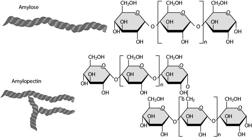 <p>plant, alpha-glucose, 1-4 and 1-6 bonds, branches per 20 subunits, long chains of alpha glucose with branching chains of alpha glucose, large and not soluble in water, compact storage of starch and grains</p>