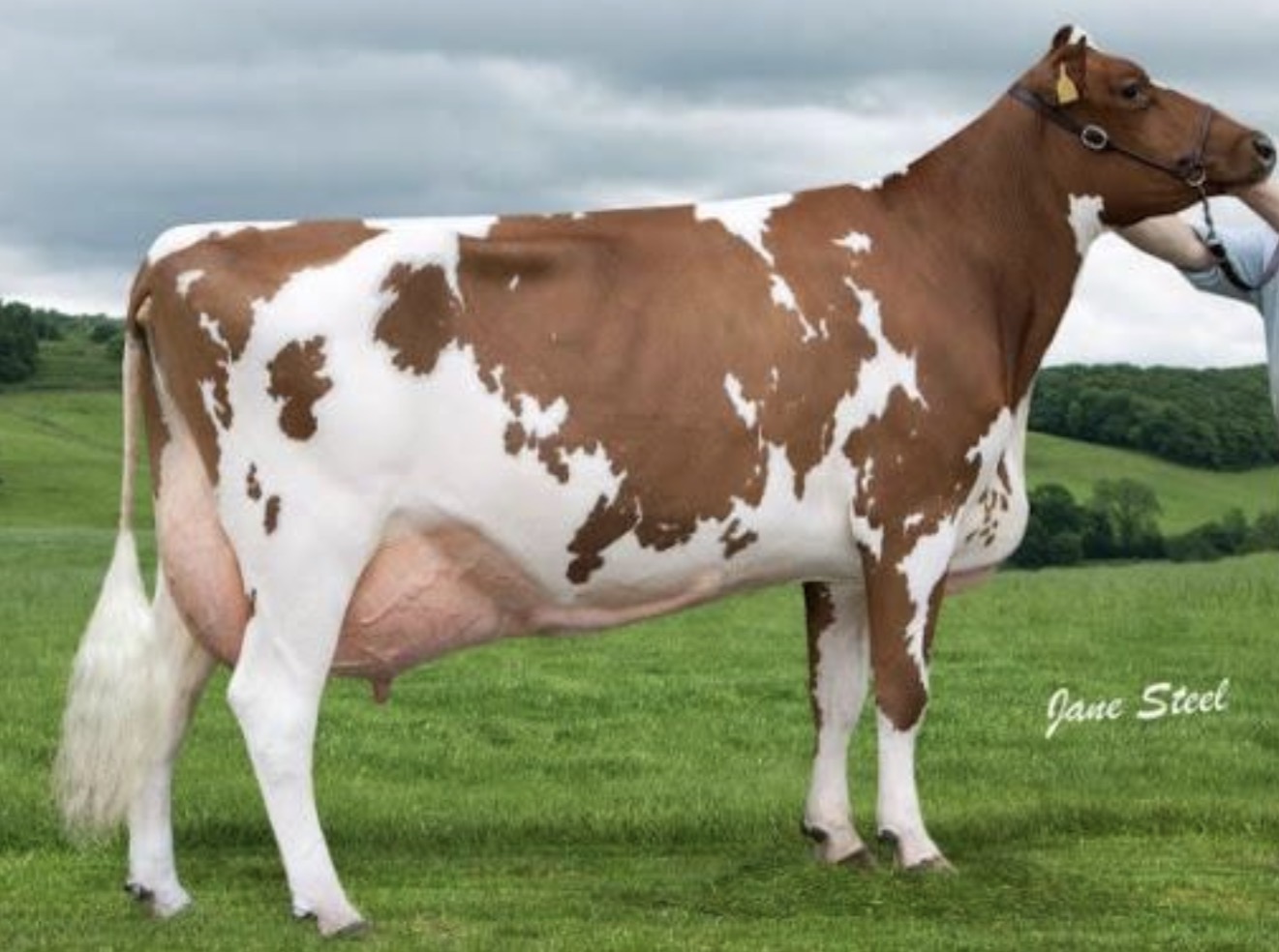 <p>What breed of cow is this and what is it mainly used for commercially?</p>