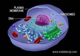 Cell