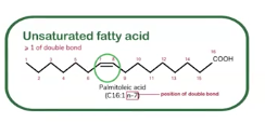 <p>Some lipids<strong> (which are triglycerides and phospholipids) </strong>contain fatty acids <strong>(building blocks of lipids)</strong></p><p>This is a __________ fatty acid, and it contain at least one double bond between carbon atoms, this makes kinks or bends in the hydrocarbon chain. The more the double carbon bonds are the more __________ a lipid becomes, making lipids more liquid at room temperature.</p><p>Because of the kinks, the chains cannot pack tightly together. This makes unsaturated fats usually liquid at room temperature (like oils)</p><p>Since the don’t stack as well, they are less likely to clog artiers, and in moderation, they can even be healthier for the heart by improving cholesterol balance.</p><p>These are primarily found in plant oils (such as olive oil, canola oil, and sunflower oil), nuts, seeds, and fish.</p>
