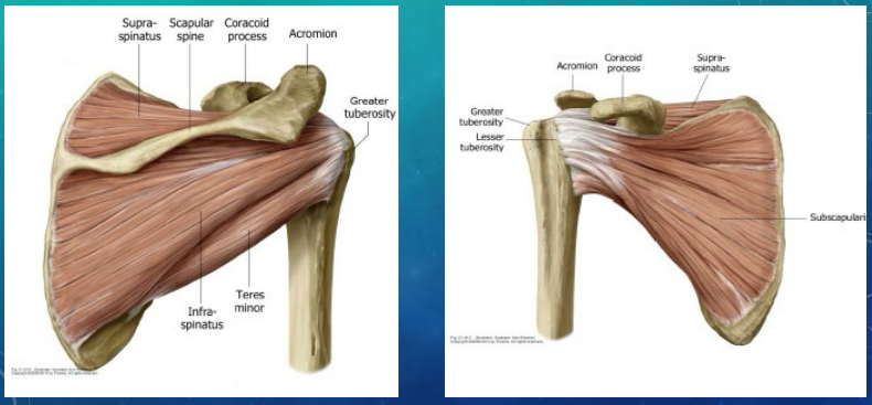 <p><strong>Rotator Cuff Muscles </strong></p><p>-Muscles that insert on the greater tuberosity: </p><ul><li><p>Supraspinatus (MC injured) → __________ and external rotation</p></li><li><p>Infraspinatus → __________ __________ and abduction</p></li><li><p>Teres Minor → external rotation and __________</p></li></ul><p>-Muscles that insert on the lesser tuberosity: </p><ul><li><p>Subscapularis → _______ __________ and assisting in abduction and adduction</p></li></ul><p></p>