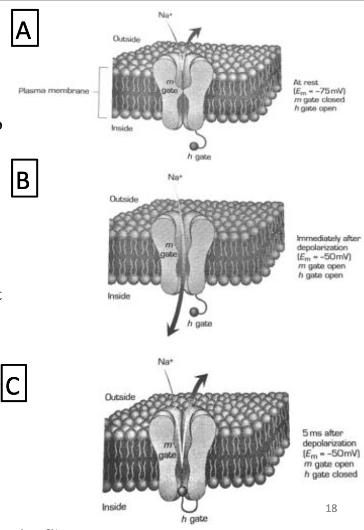 <ul><li><p>Na+ channels have:</p><ul><li><p><strong>m-gate (activation)</strong> → opens fast after depolarization</p></li><li><p><strong>h-gate (inactivation)</strong> → closes slowly after depolarization</p></li></ul></li><li><p>At rest: m closed, h open</p></li><li><p>After depolarization:</p><ul><li><p>m opens immediately → Na+ enters</p></li><li><p>h closes later → Na+ stops entering (inactivation)</p></li></ul></li><li><p>Conductance depends on Vm because both gates are voltage-sensitive</p></li></ul><p></p>