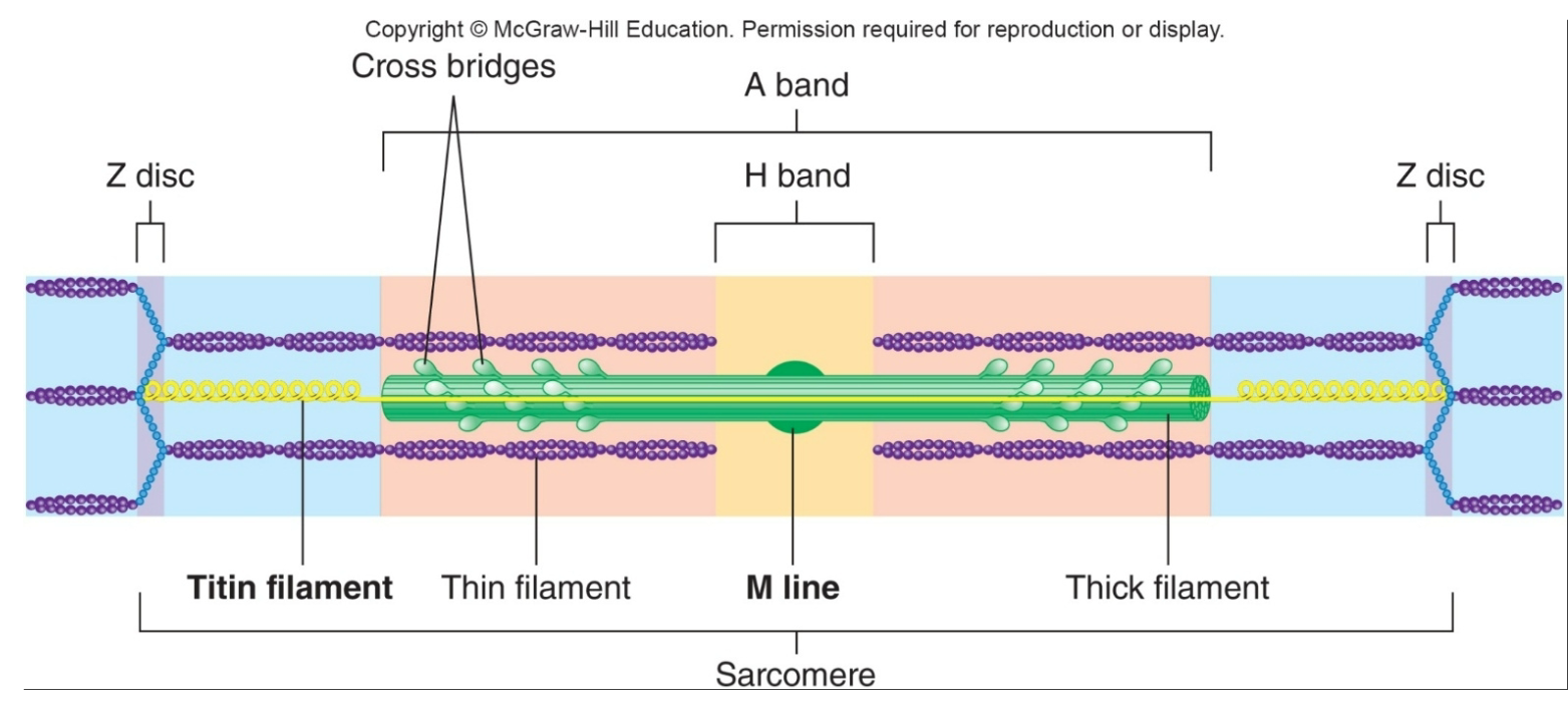 
1. Sarcomere
2. M-line

   
   1. Protein filaments anchoring thick filaments
3. Titin

   
   1. Sets resting sarcomere length
   2. Runs from Z disc to M line