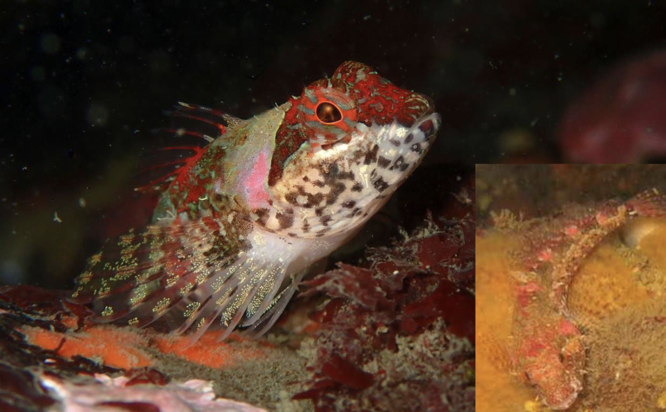 <p>Family cottidae</p>