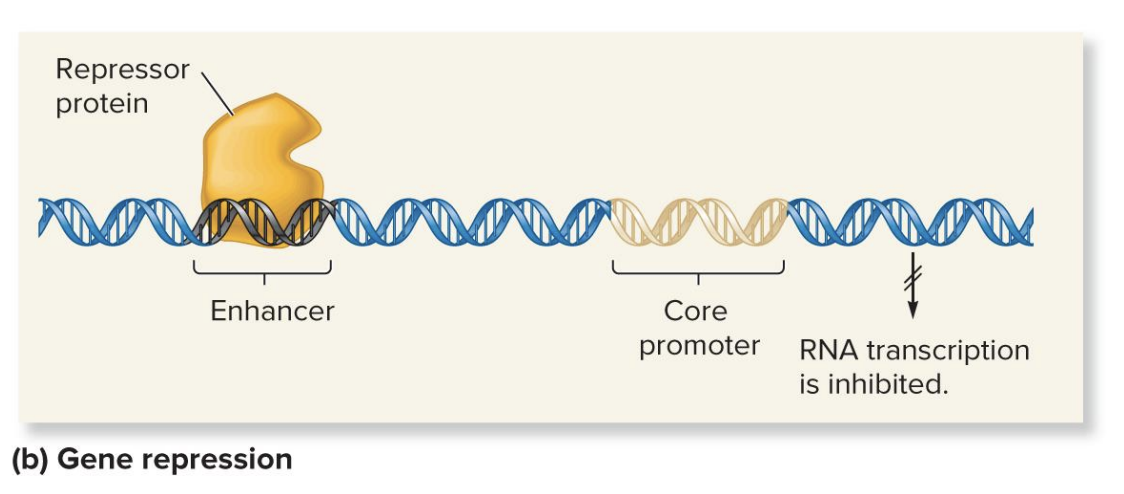 <ul><li><p class="">proteins (regulatory transcription factor) can bind to enhancers and block the <strong>preinitiation complex</strong>.</p></li><li><p class="">This prevents the transcription machinery from starting or completing <strong>RNA transcription</strong>, thus <strong>inhibiting transcription</strong>.</p></li></ul><p></p>