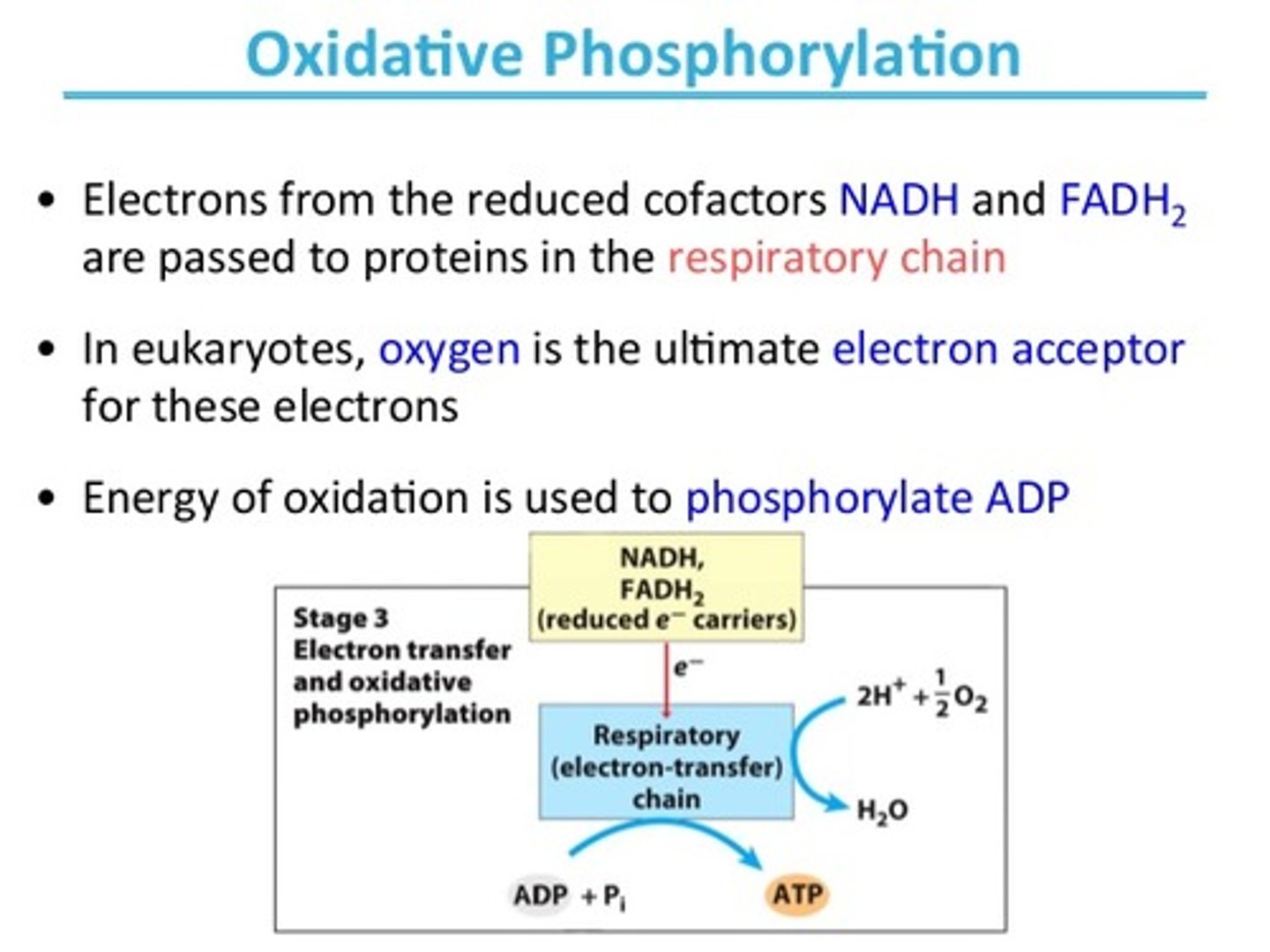 <p>Oxidative phosphorylation is a very specific name for what occurs during the electron transport chain. It entails the oxidation of electron carrier molecules and the phosphorylation of ADP to form ATP (via ATP synthase).</p><p>Substrate phosphorylation is when ATP is generated via a generic enzyme (i.e. pyruvate kinase).</p>