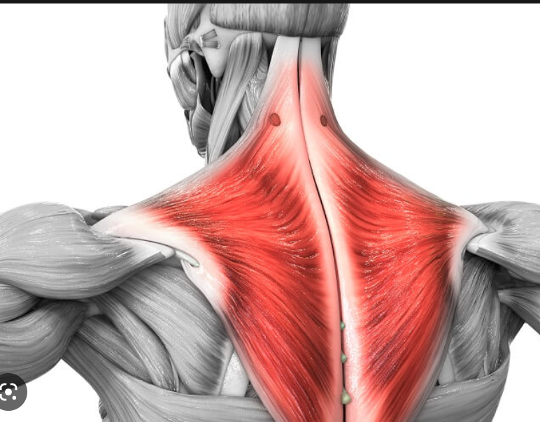 acts on scapula
