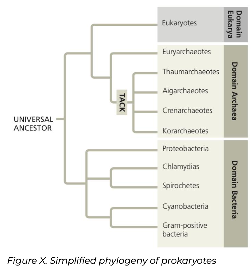 1. Prokaryotic Diversity
2. Archaea Diversity
3. Bacteria Diversity