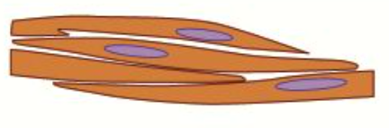 <ul><li><p>Smooth muscles are involved in <strong>involuntary</strong> control of many different parts of the body, including <strong>vasoconstriction </strong>in the walls of <strong>blood vessels</strong>, and <strong>peristalsis </strong>(movement of food) in the <strong>digestive tract</strong></p></li><li><p>They are <strong>non-striated </strong>(don’t have stripes), <strong>spindle-shaped </strong>and <strong>uninucleated </strong></p></li></ul><p></p>