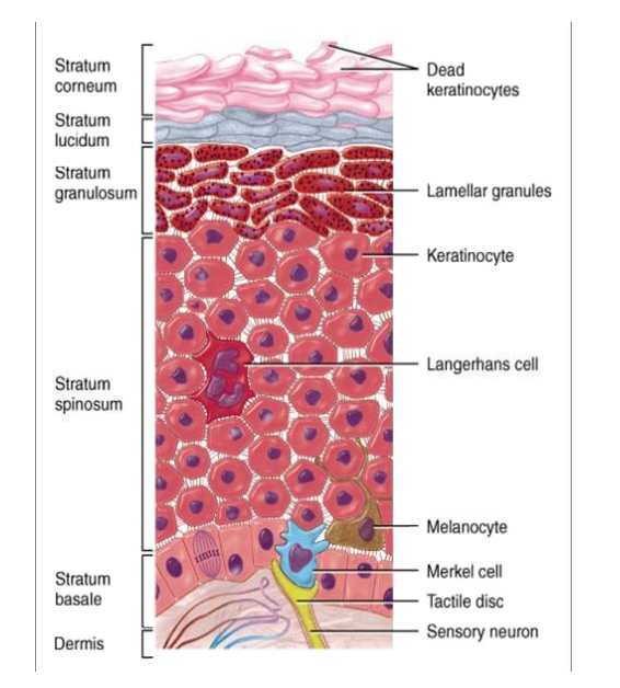 <p>stratum <strong><u>germinativum </u></strong>or in other words the stratum basale</p>