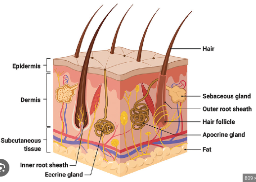 <ul><li><p>Found on all surfaces except palms,soles,lips,nipple &amp; external genitalia</p></li><li><p>The root is at the bottom of an epidermal depression </p></li><li><p>Nourished by the blood vessels from the dermis</p></li><li><p>color from genetic- amount of melanin present</p></li><li><p>smooth muscle(involuntary) attached to each hair follicle </p></li><li><p>Muscle contracts, shortens &amp; hair stands on end= goose bumps </p></li></ul>