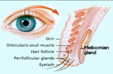 <p>where is the meibomian gland located? what does it secrete?</p>