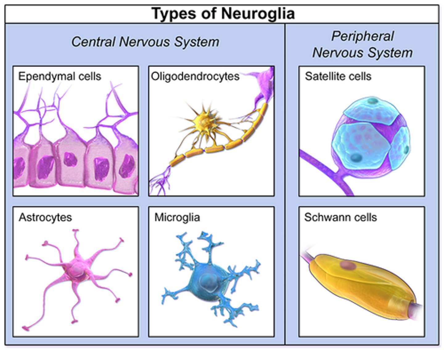 <p>(C) Parenchymal Cell (type of plant cell)</p><p>Four major types of Glial Cells are Astrocytes, Ependymal Cells, Microglia and Oligodendrocytes</p>