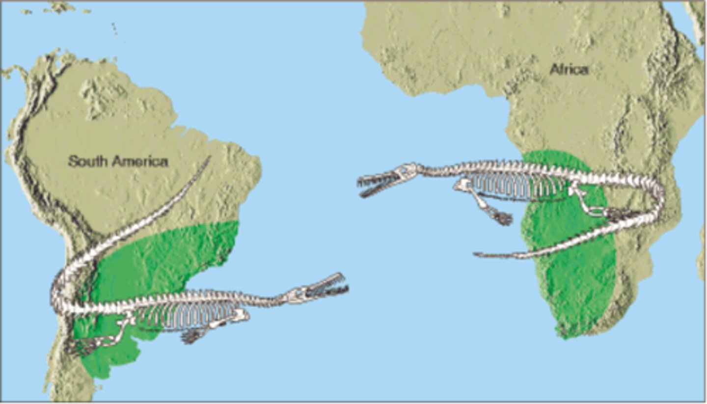 <p>Glassopteris (fern-like plants) fossils found in Africa, South America, Australia, India, and Antarctic. Mesosaurus and Lystrosaurus (fresh water reptiles) found in places now separated by oceans</p>