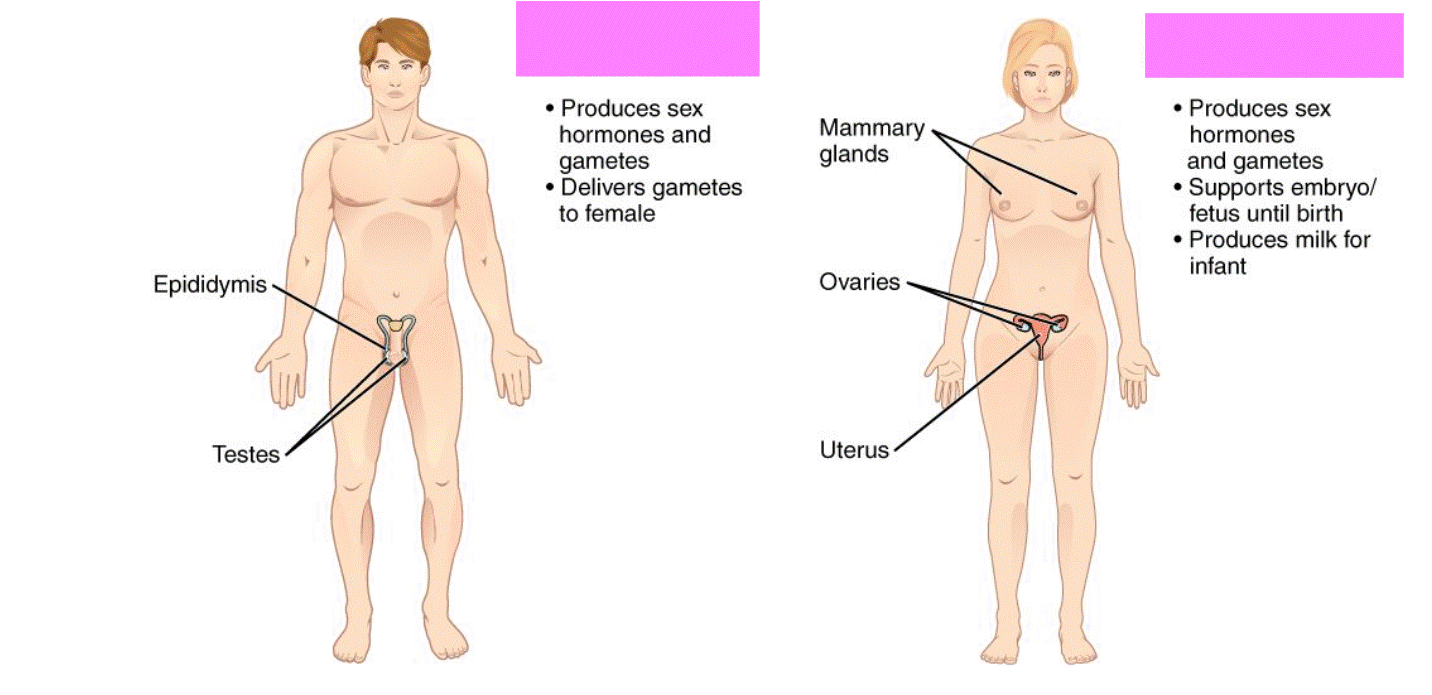 <p>Reproductive System</p>