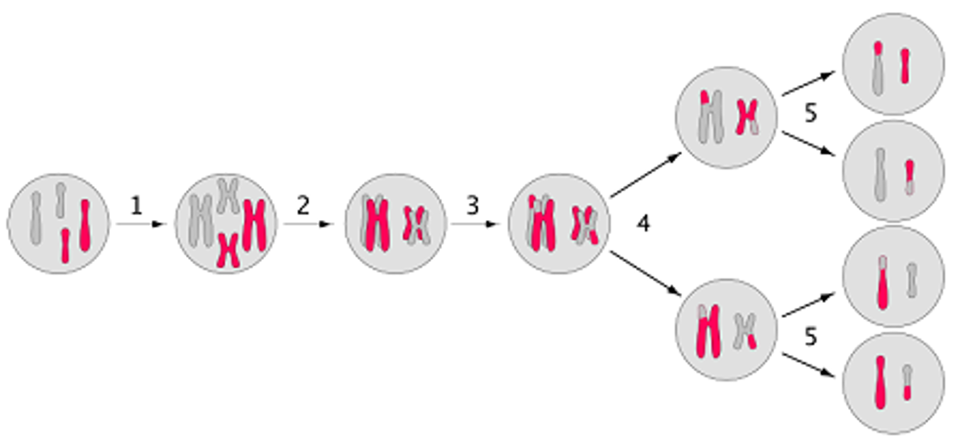 <p><span>•A result of three reproductive processes that occur during <u>meiosis</u>:</span></p><p><span>⚬1.Crossing over &amp; recombination</span></p><p><span>⚬2.Independent assortment</span></p><p><span>⚬3.Non-disjunction</span></p>