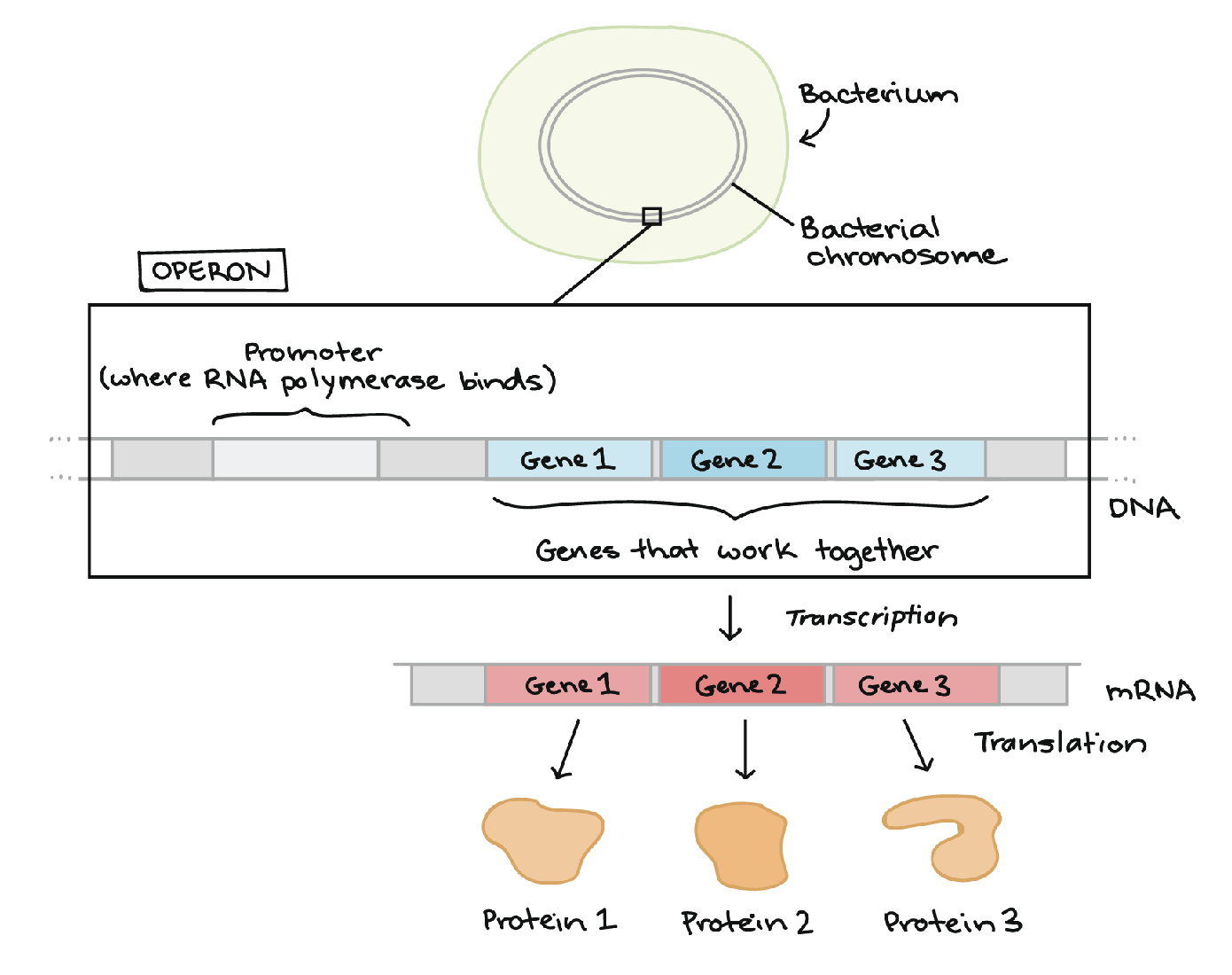 <p>mRNA that encodes for more than one protein</p>