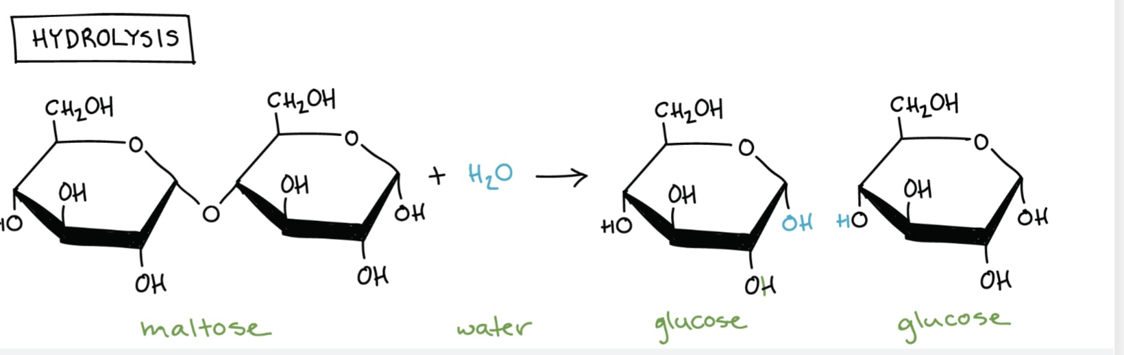 <p>Hydrolysis reaction – breaks covalent bonds using water, splitting polymers into monomers.</p>