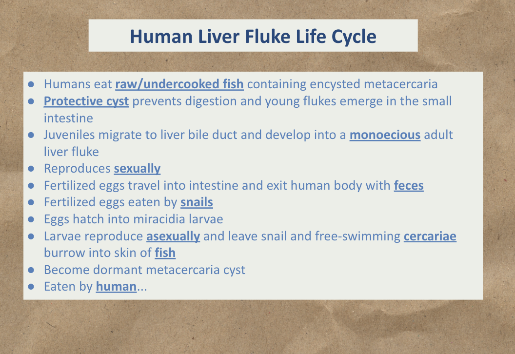 <p>Study the image: </p><ul><li><p>Sexually reproduce in human liver </p></li><li><p>Asexually reproduce in snails </p></li></ul><p></p>