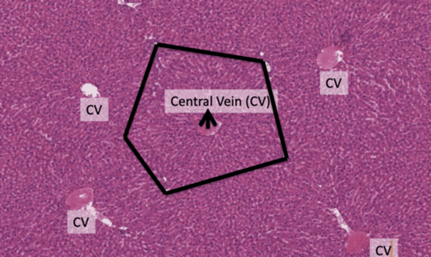 <p>Blood enters the lobule through the portal vein of the portal tracts positioned at the corners of the hexagonal lobule structure.</p><p>Blood flows from the portal tracts towards the central vein, passing through the liver parenchyma, which is rich in hepatocytes (liver cells).</p><p>BASICALLY BLOOD FLOWS THROUGH THE LIVER PARENCHYMA RICH IN HEPATOCYTES FROM THE PERIPHERY TO THE CENTRE</p>