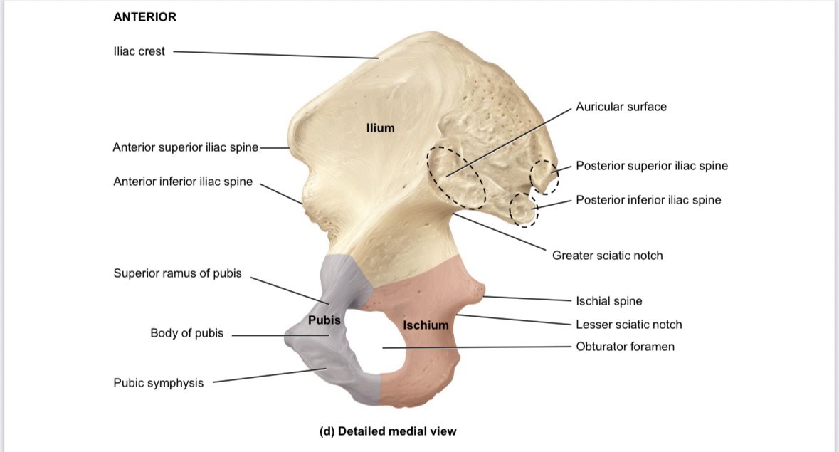 <p>Os coxae: obturator foramen</p>
