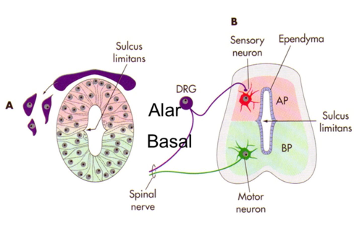 <p>separates alar and basal plates</p>