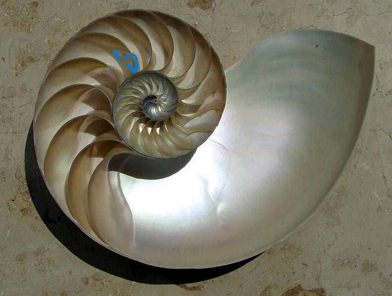 <p><span>calcareous tube containing living tissue running through all the shell chambers of nautlius, serving to pump fluid out of vacant chambers in order to adjust buoyancy.</span></p>
